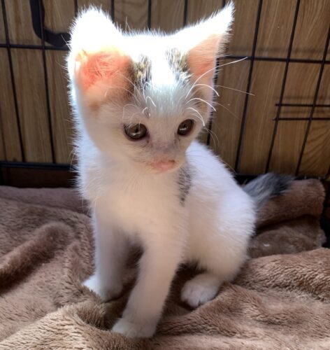 白三毛子猫（オス）：2021060801