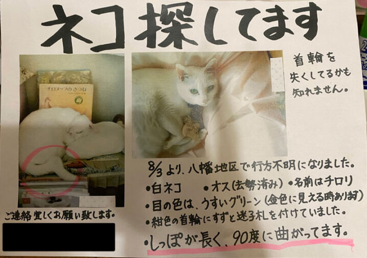迷子猫のお知らせ：館山市佐野エリア薄茶の長毛猫