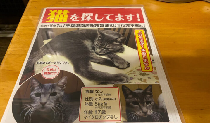 迷子猫のお知らせ：南房総市富浦町エリア灰トラ