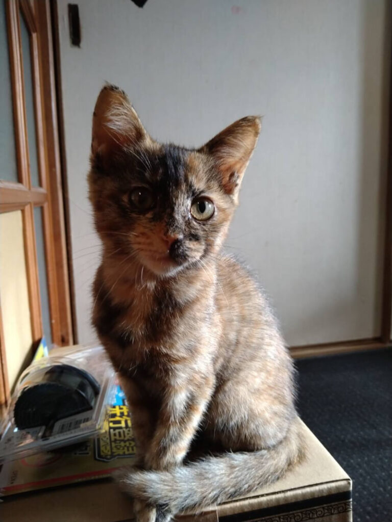 サビ子猫(メス):2021093001