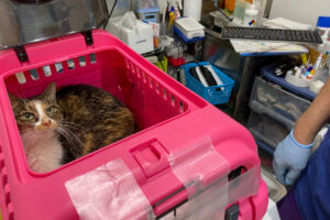 子猫達とドリームキャットの猫達、詳しい検査の為都内の病院へ