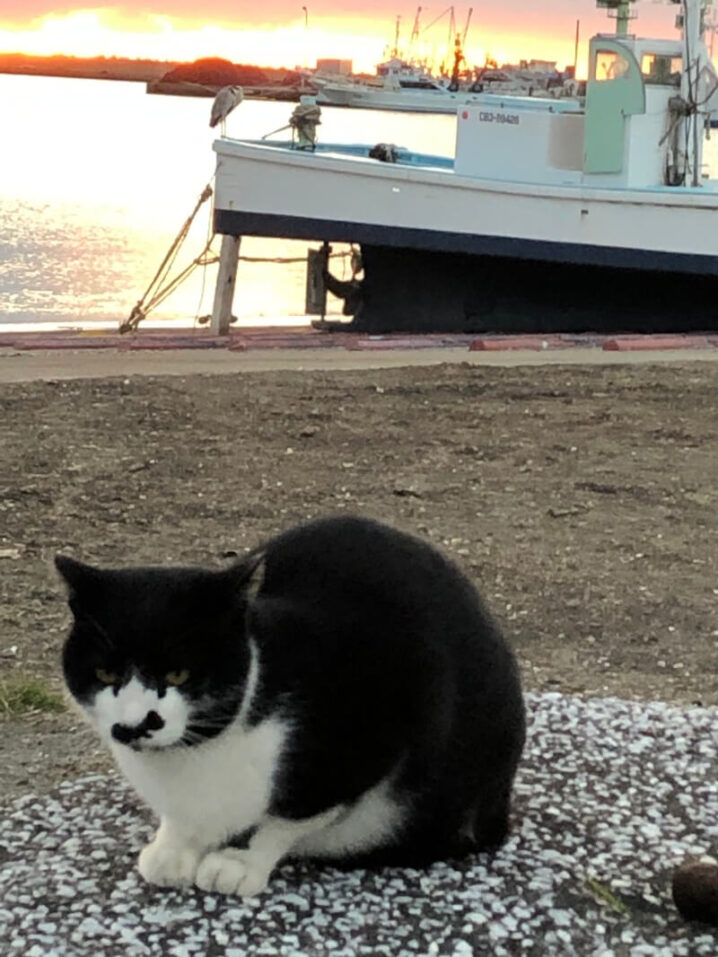 海岸の猫ヒコ君（推定年齢12歳）安らかに
