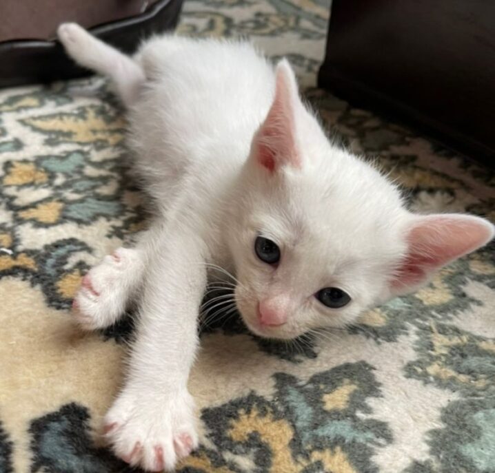 白子猫（メス）：2022060701