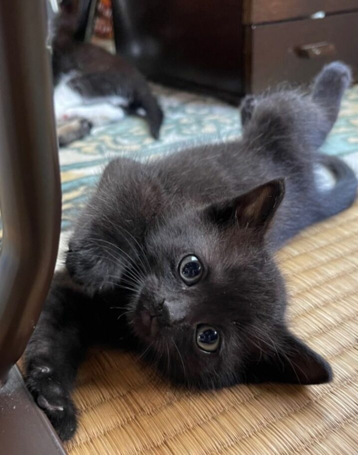 黒子猫（メス）：2022060704