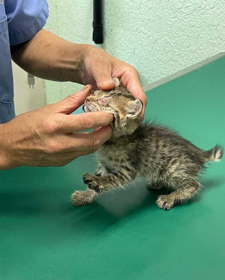 昨日レスキューした４匹の子猫達　動物病院へ