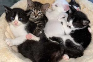 ボランティアさんのお宅にお世話になっている６匹の子猫達