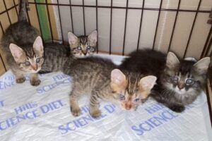 猫風邪が重症化していた４匹の子猫達