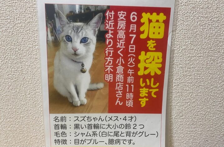 迷子猫のお知らせ：安房高近く小倉商店さん付近シャム系