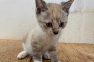 シャムミックス子猫（メス）：2022070901