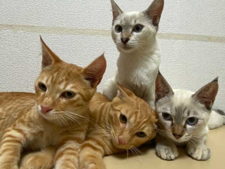 子猫４匹保護