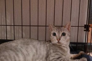 サバトラ子猫（メス）：2022091409