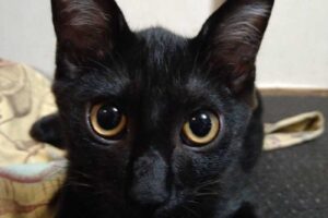 黒子猫（オス）：2022100902