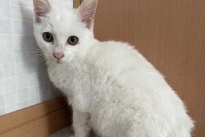 白子猫（オス）：2022111501