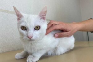 白子猫（オス）：2023030501