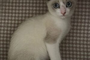 シャムミックス子猫（オス）：2023080501