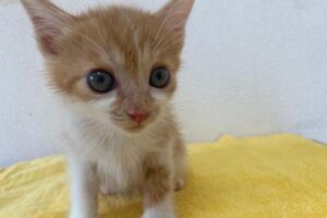 茶白子猫（オス）：2023090103