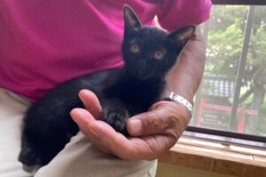黒子猫（メス）：2023091401