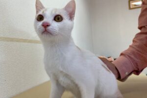 茶白子猫（オス）：2023121901