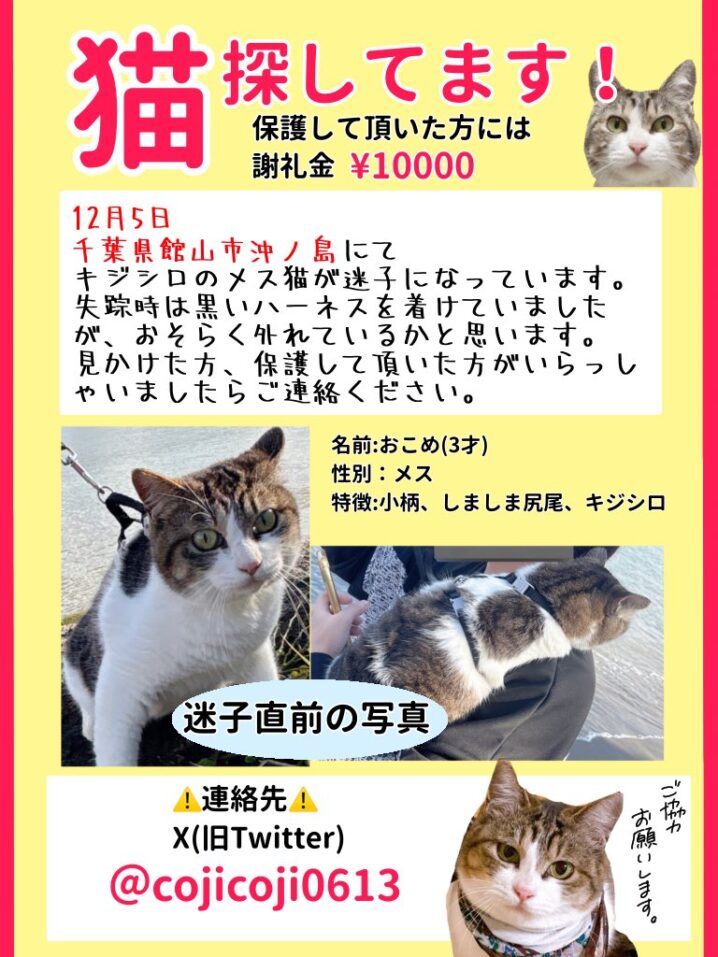 迷子猫情報：館山市沖ノ島にてキジシロ脱走