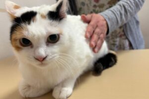 三毛猫（メス）：2025042901