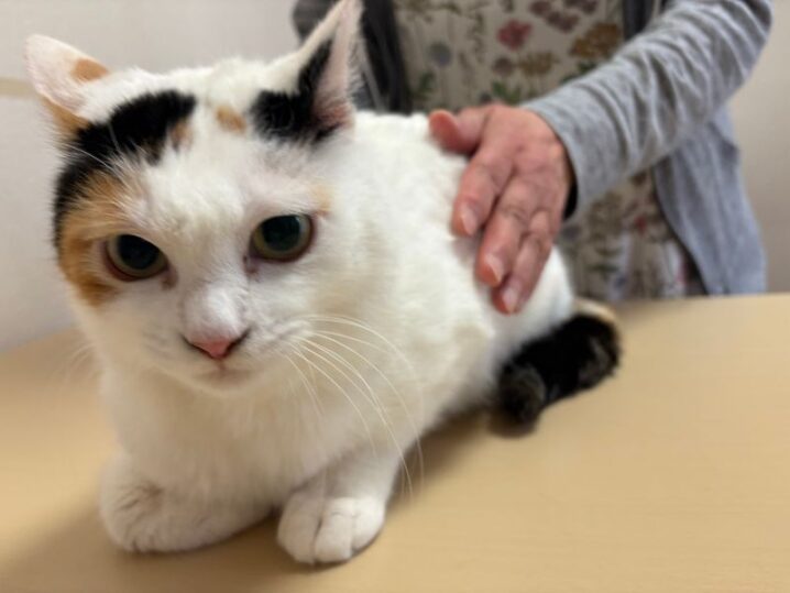 三毛猫（メス）：2025042901