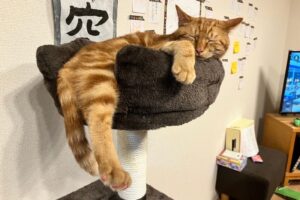 茶々丸君正式譲渡決定