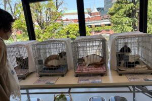恵比寿で開かれた日本動物愛護協会主催の譲渡会に参加しました！