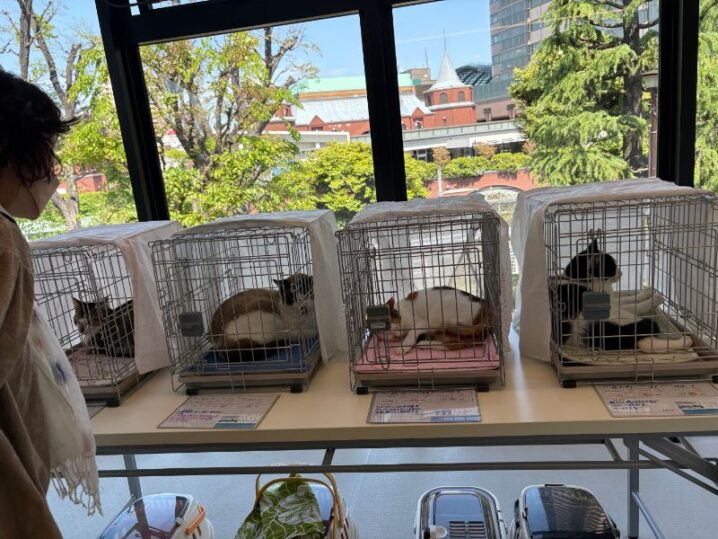恵比寿で開かれた日本動物愛護協会主催の譲渡会に参加しました！