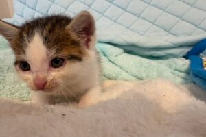 子猫保護