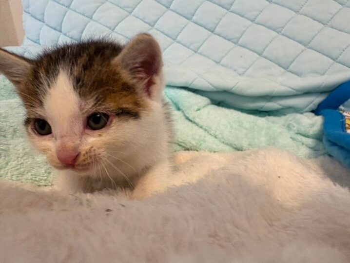 子猫保護