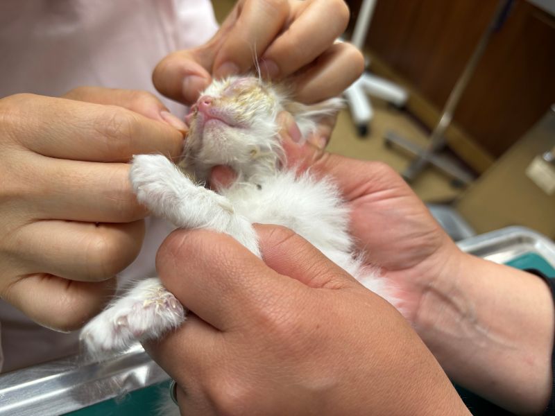 子猫保護