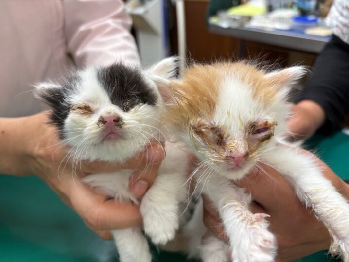 子猫保護
