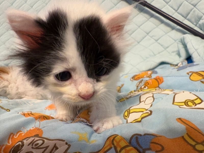 保護した子猫達