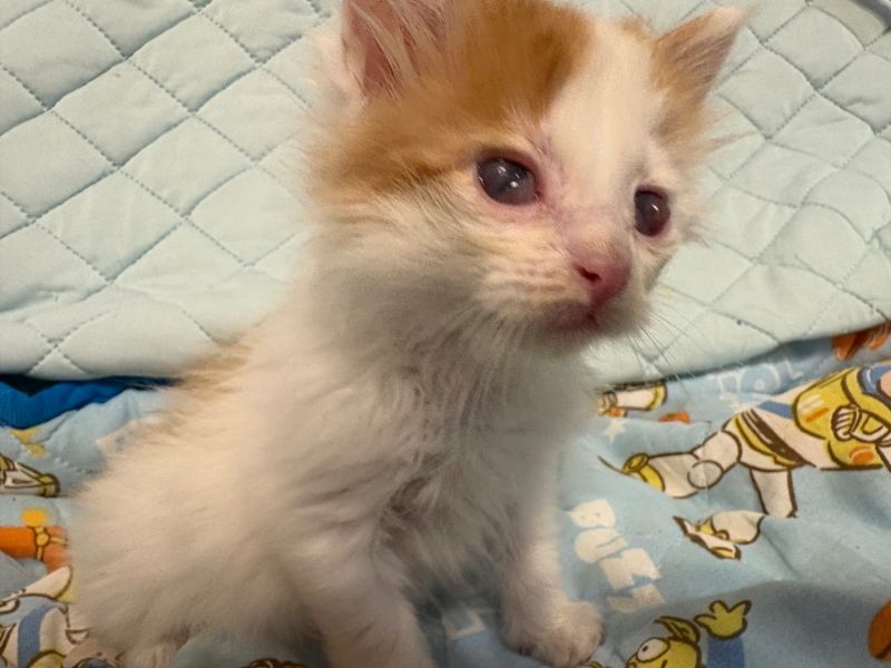 保護した子猫達