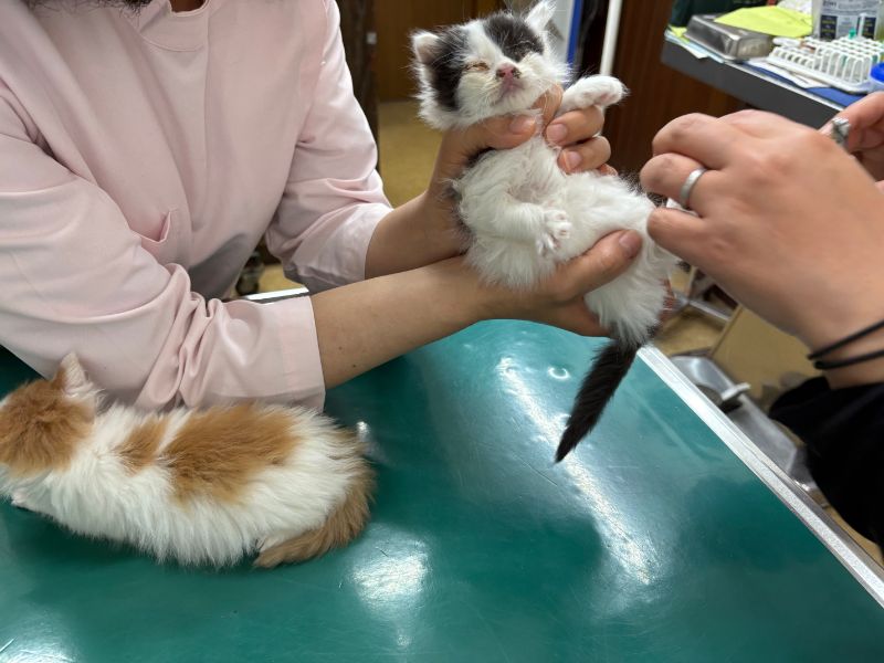 子猫保護