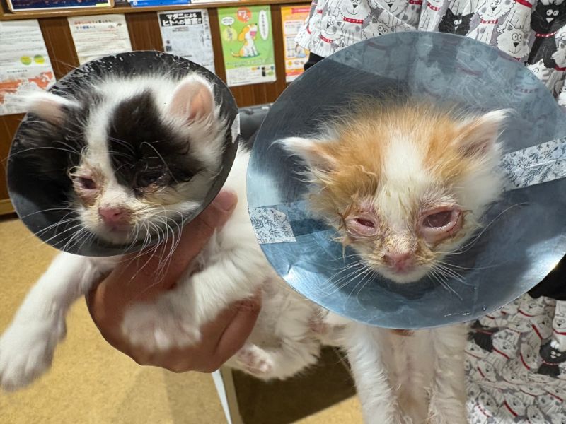 子猫保護