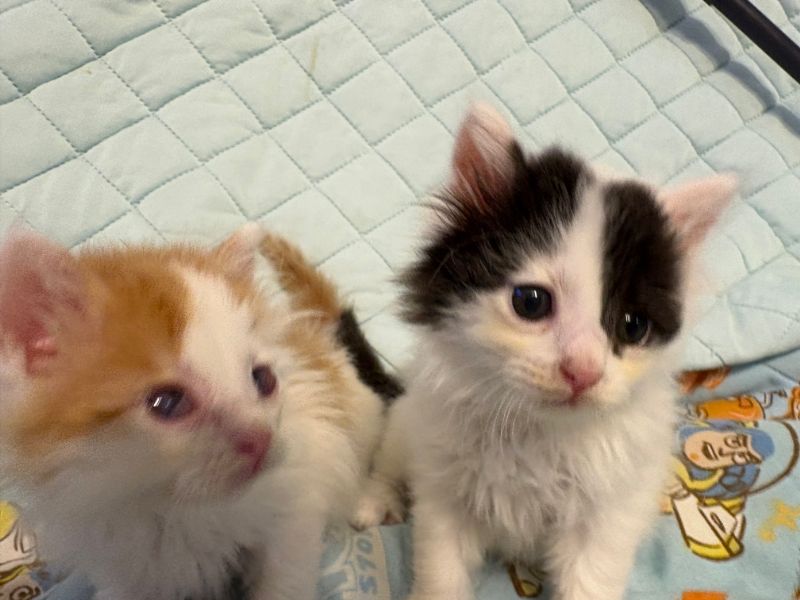 保護した子猫達