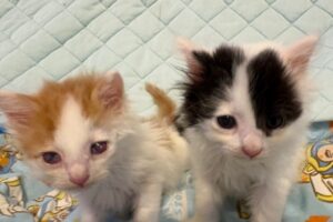 保護した子猫達