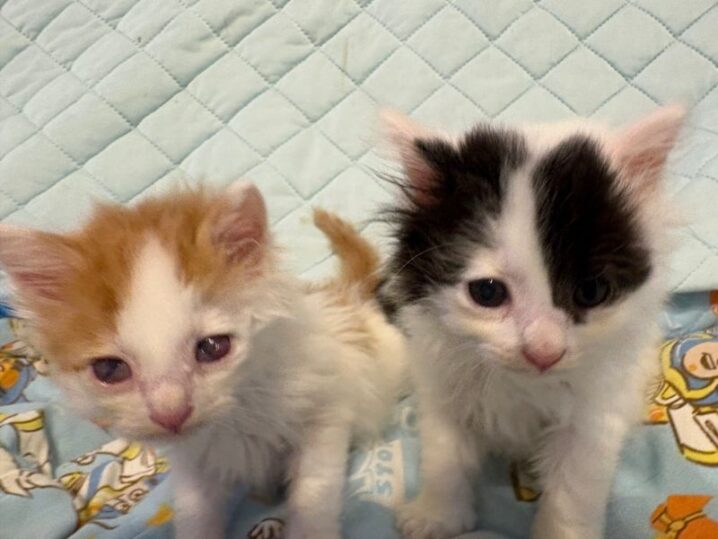 保護した子猫達