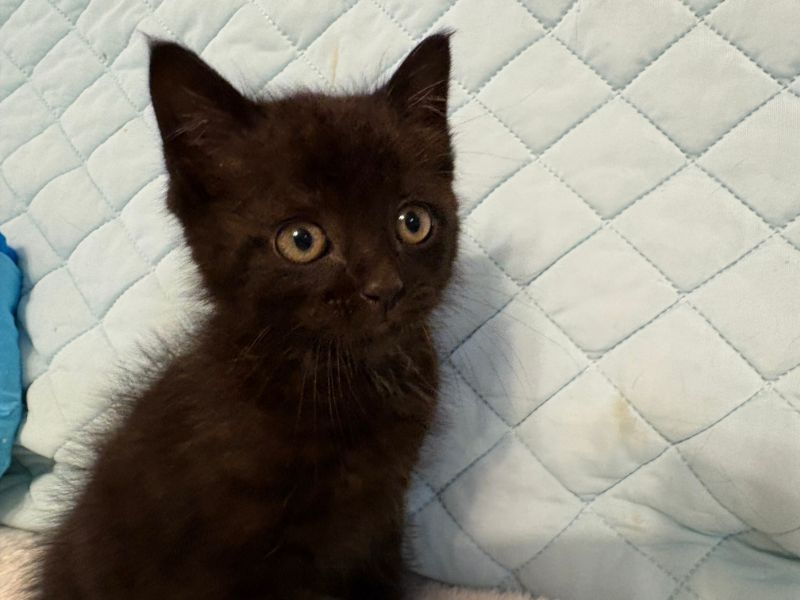海岸で子猫保護