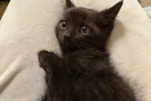 海岸で子猫保護