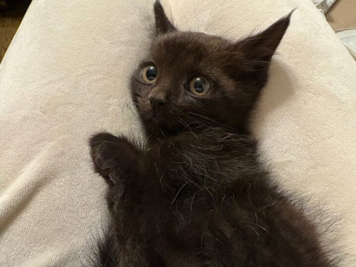 海岸で子猫保護