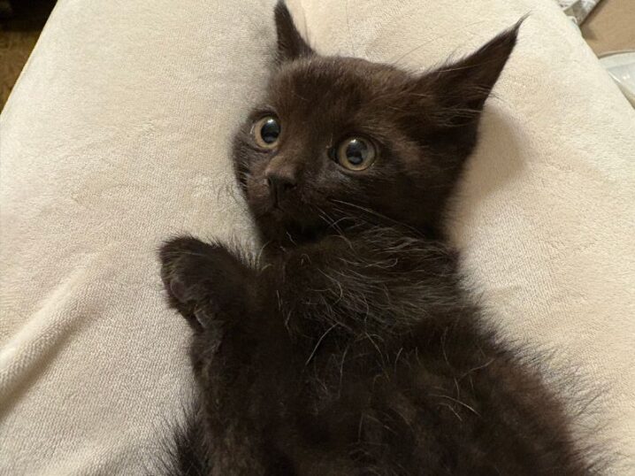 黒子猫（オス）