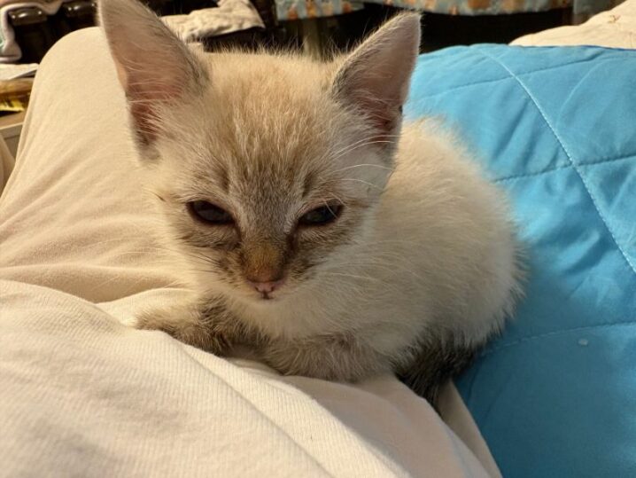 子猫達