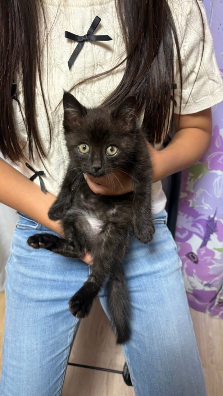 トライアルへ行った黒猫黒ちゃん正式譲渡決定