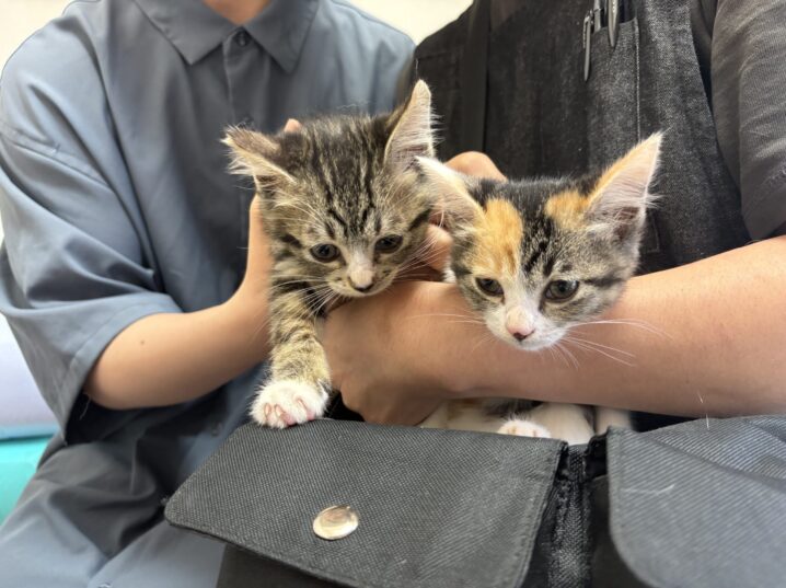 三毛猫 ひなちゃん キジ白猫 うみ君、トライアル決定 | NPO法人