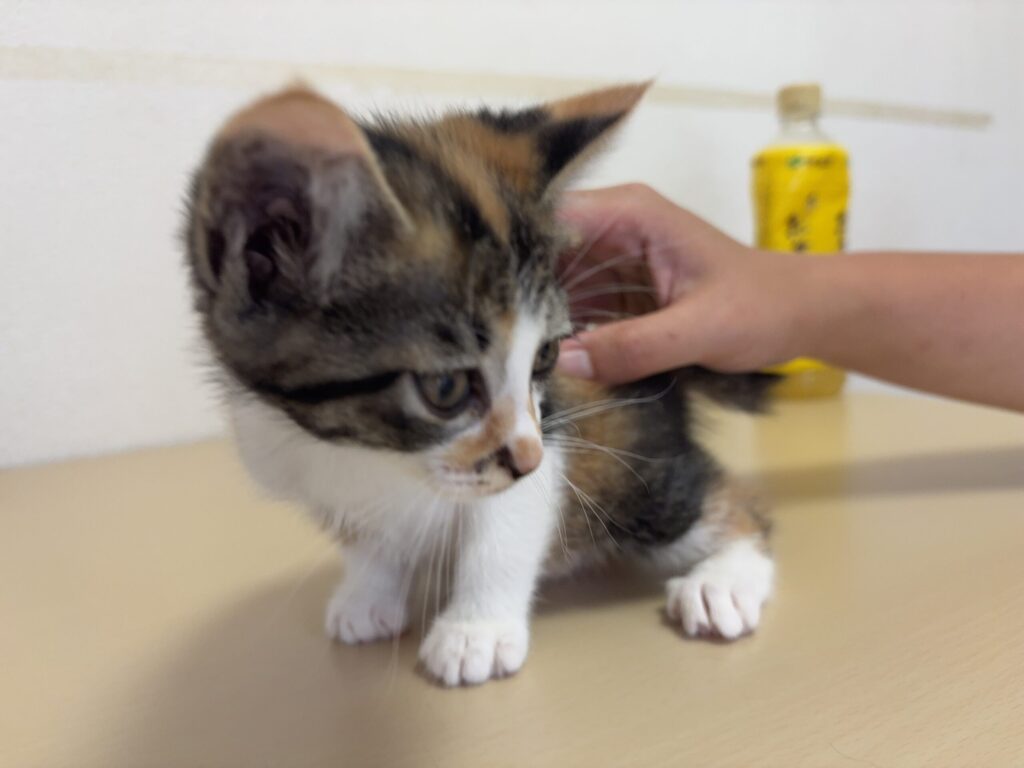 里親募集 猫 - 東京・神奈川・千葉・埼玉 - 三毛猫 ミーちゃん（メス